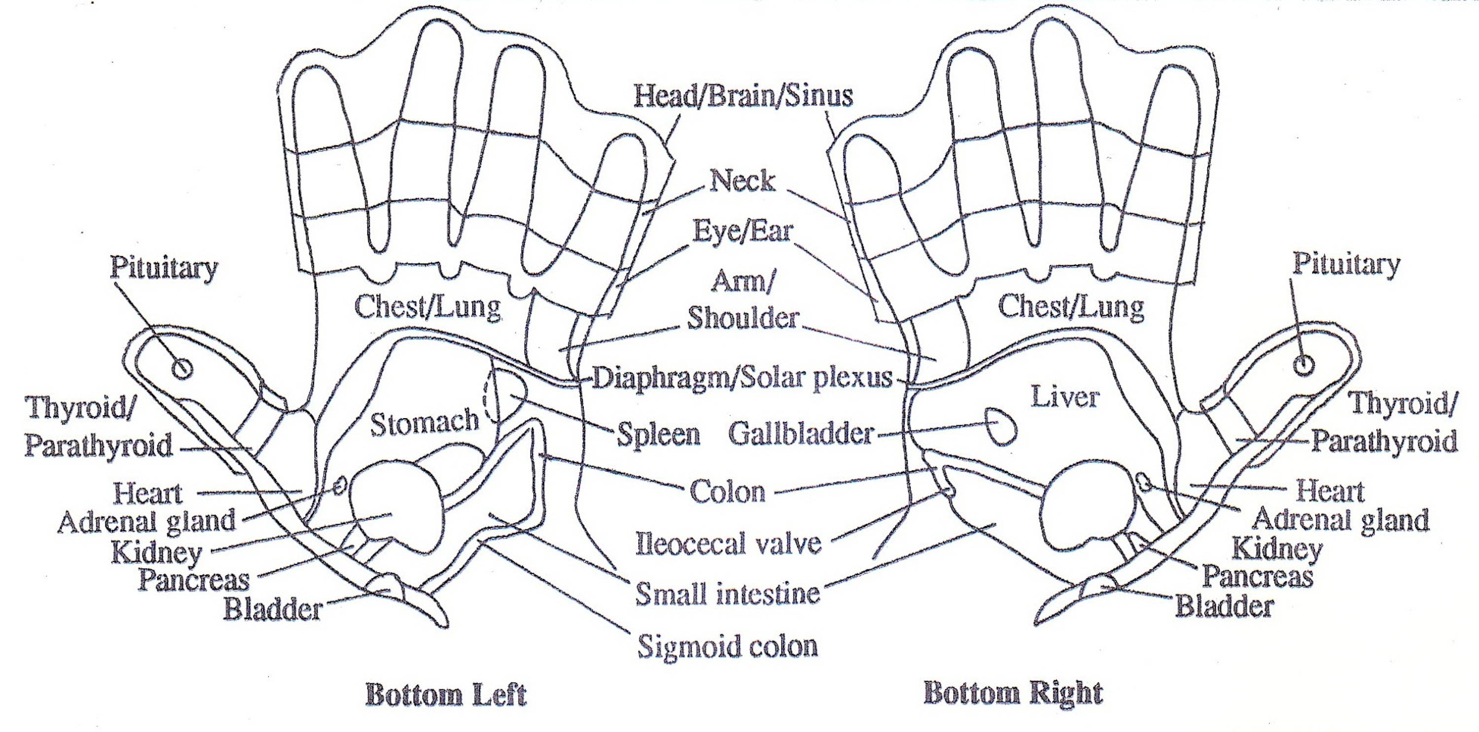 Neck Reflexology Chart